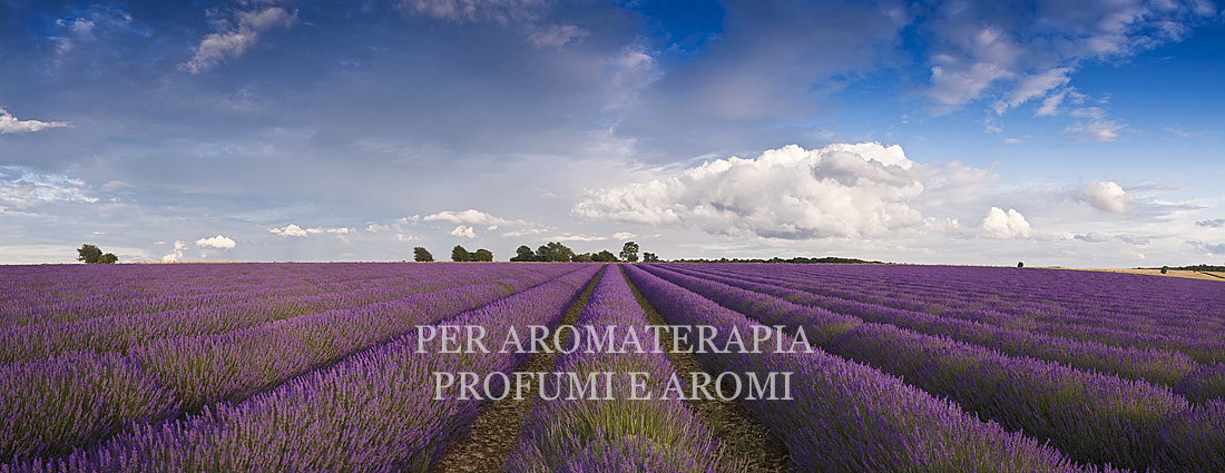 lavanda